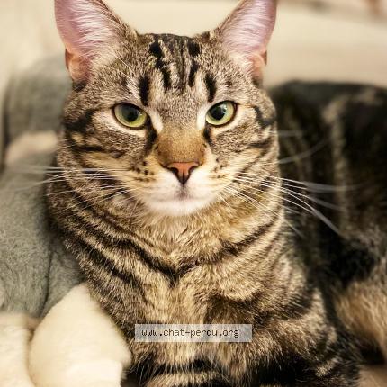 Photo 1/3 Sirius Chat lost in Paris