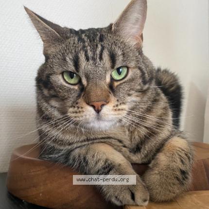 Photo 2/3 Sirius Chat lost in Paris