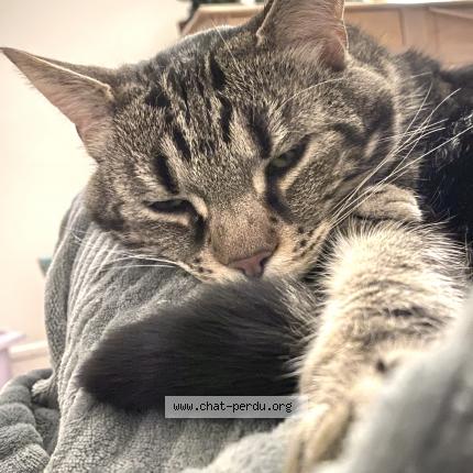 Photo 3/3 Sirius Chat lost in Paris