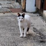 Picture of cat found at Saint Ferme
