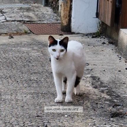 Photo 1/1 Found cat Found in Saint ferme