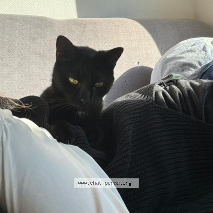 Photo 1/1 Djidji Chat lost in Toulouse