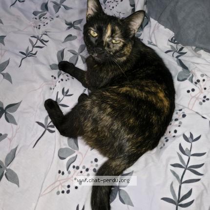 Photo 1/1 Calico Chat lost in Mehun sur yevre