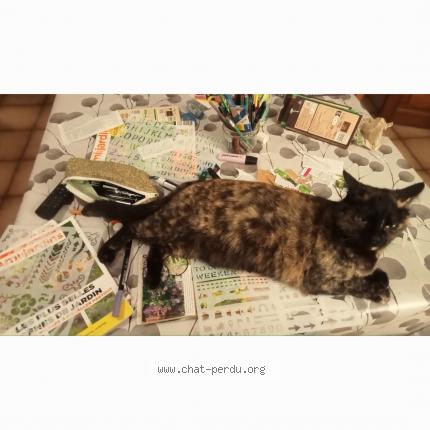 Photo 1/1 Pépette Chat lost in Durfort et saint martin de sosse