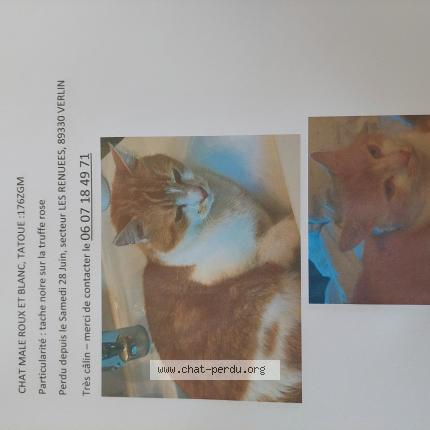 Photo 1/1 Tigrou Chat lost in Verlin