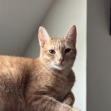 Picture of cat lost at Moulins