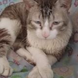 Picture of cat found at Sollana