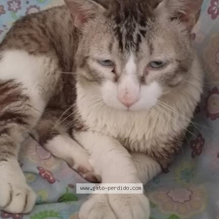 Photo 1/1 Found cat Found in Sollana