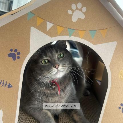 Photo 1/1 Coca Chat lost in Monteux