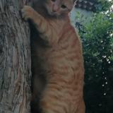 Picture of cat lost at La Batie Rolland