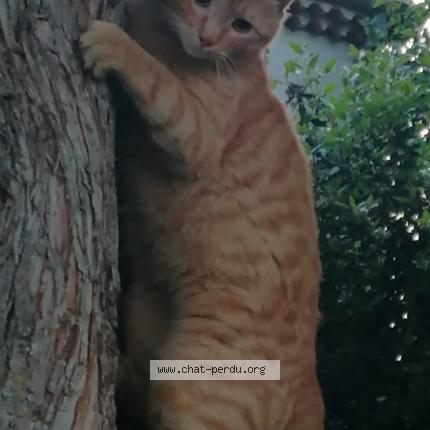 Photo 1/1 Disney Chat lost in La batie rolland