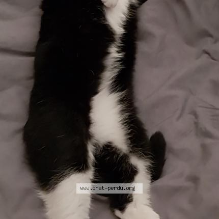 Photo 1/1 DONNY Chat lost in Saint etienne sur chalaronne