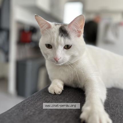 Photo 1/1 Amy Chat lost in Gignac la nerthe