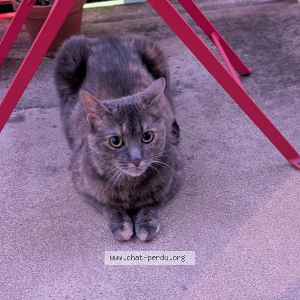 Photo 1/1 Destinys Chat lost in Paris