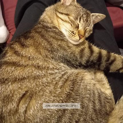 Photo 1/1 Sweety Chat lost in Sainte genevieve des bois