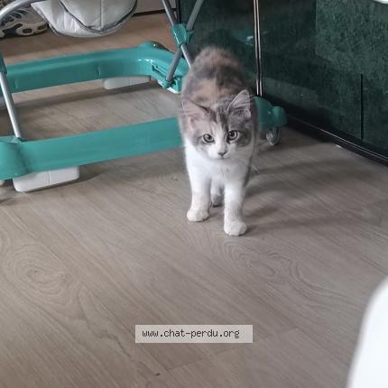 Photo 1/1 Bella Chat lost in Labruguiere