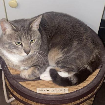 Photo 1/1 Sultan Chat lost in Massy