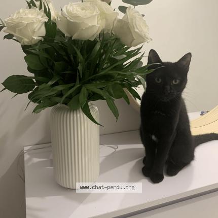 Photo 1/1 Vini Chat lost in Lyon