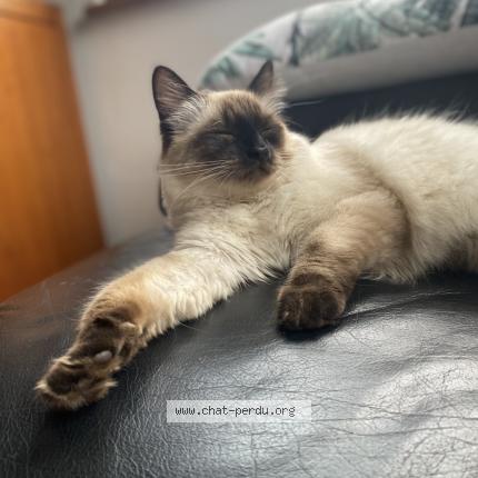 Photo 4/4 Louna Chat lost in Chatenois