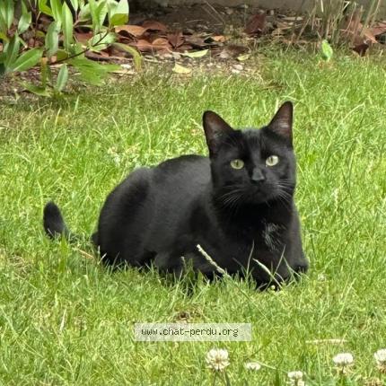 Photo 1/1 ASKO Chat lost in 67870 griesheim pres molsheim