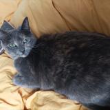 Picture of cat lost at Rennes