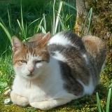 Picture of cat lost at Groises