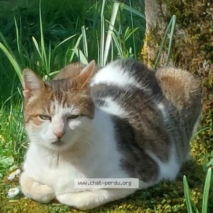 Photo 1/1 chatounet Chat lost in Groises