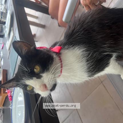 Photo 1/1 Bounty Chat lost in Valencin