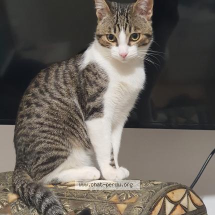 Photo 1/1 Tsuki Chat lost in Hoeilaart