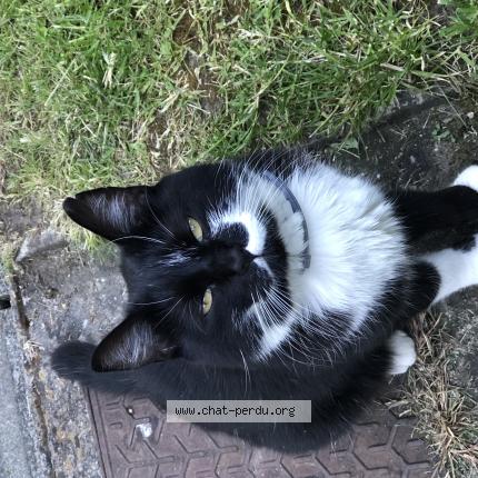 Photo 1/1 Figaro Chat lost in Vimy