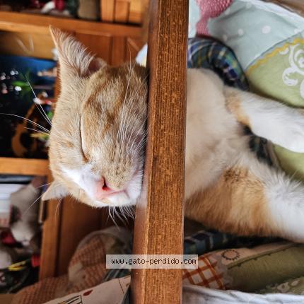 Photo 1/1 Han Chat lost in Tabanera del monte