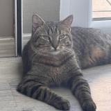 Picture of cat lost at Meyzieu