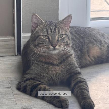 Photo 1/1 Minou Chat lost in Meyzieu