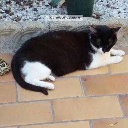 Photo 1/1 LUCRÈCE Chat lost in Perpignan