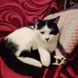 Picture of cat lost at Masseret