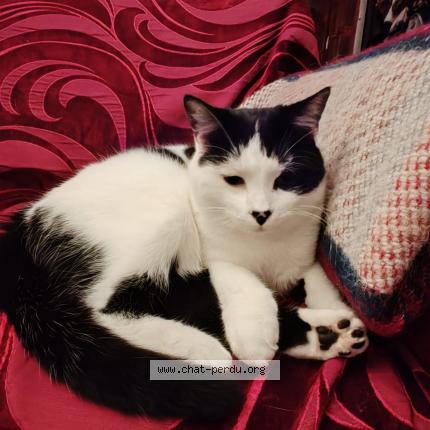 Photo 1/1 MINTI Chat lost in Masseret