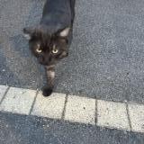 Picture of cat found at Annezin