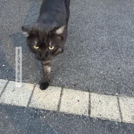 Photo 1/1 Found cat Found in Annezin