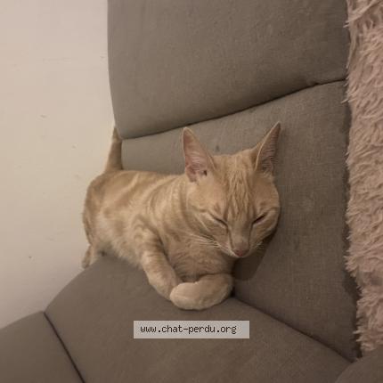 Photo 1/1 Praline Chat lost in Rouen