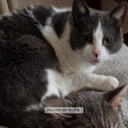 Photo 1/1 Claude Chat lost in Chartrettes