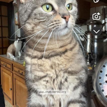 Photo 1/1 Babychat Chat lost in Dogneville