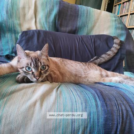 Photo 1/1 Maki Chat lost in Sainte pazanne