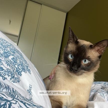 Photo 1/1 Nougat Chat lost in Valderies