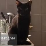 Picture of cat lost at Montbeliard