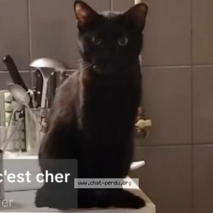Photo 1/1 Poupette Chat lost in Montbeliard