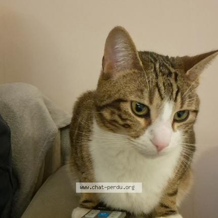 Photo 1/1 T'choupi Chat lost in Saint etienne du rouvray