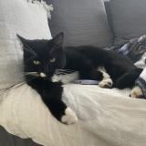 Picture of cat lost at Michery