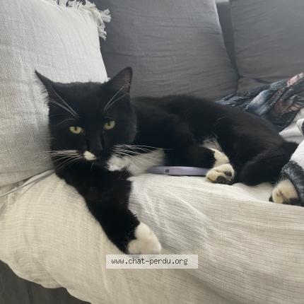 Photo 1/1 Newton Chat lost in Michery