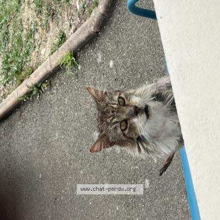 Photo 1/1 Found cat Found in Seiches sur le loire