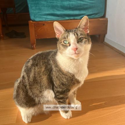 Photo 1/1 Iris Chat lost in Renne